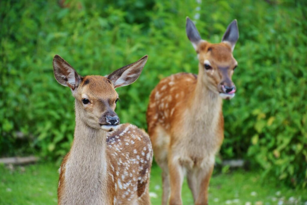 A wildlife park with two deer